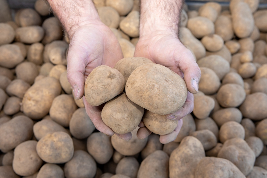 Aardappelen van Akkerhof