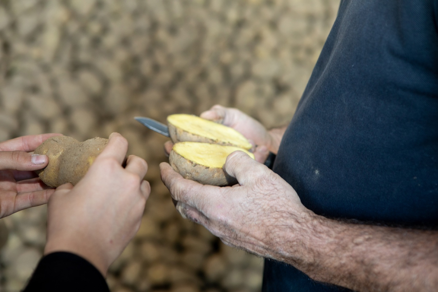 Aardappelen van boerderij Akkerhof